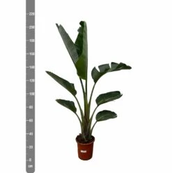 Strelitzia Augusta Xxl - H210cm, ø30cm - Très Grande Plante D'intérieur -VIDA Plantes Magasin 79d41c566792a9c4