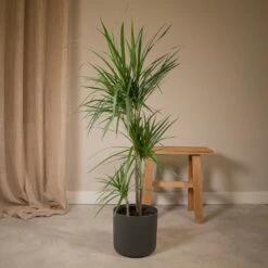 Dracaena Marginata - H115cm, ø21cm - Très Grande Plante D'intérieur -VIDA Plantes Magasin 7c073eb03a065c9e