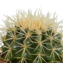 Cactus, Box De 3 Plantes - H15cm, ø10,5cm - Plantes D'intérieur -VIDA Plantes Magasin 7d1a8aa9f49f3a37
