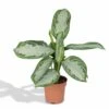 Aglaonema Silver Bay - H55cm, ø17cm - Plante D'intérieur -VIDA Plantes Magasin 7df0d8b7bb1ce02e
