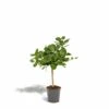 Ficus Benghalensis - H75cm, ø21cm - Grande Plante D'intérieur -VIDA Plantes Magasin 7f551ab0c884cf3a