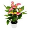 Fleur Flamant Rose - Anthurium Andreanum - Anthurium - Pot 14cm - Fleurs Multicolores - Livium -VIDA Plantes Magasin 80696dbaf2fb17d0
