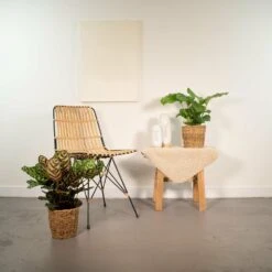 Calathea Makoyana, Calathea Orbifolia, Duo De Plantes - Plantes D'intérieur -VIDA Plantes Magasin 80e3484994a4b8c8