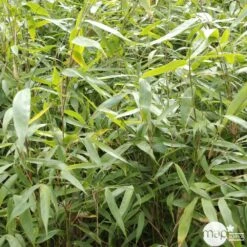 Bambou Non-traçant Fargesia Robusta 'Pingwu': Pot De 5 Litres -VIDA Plantes Magasin 814657 001