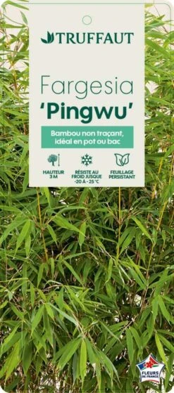 Bambou Non-traçant Fargesia Robusta 'Pingwu': Pot De 5 Litres -VIDA Plantes Magasin 814657 002