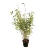 Bambou Non-traçant Fargesia Scabrida 'Asian Wonder': Pot De 5 Litres -VIDA Plantes Magasin 814658 001
