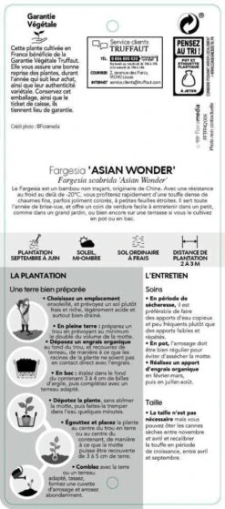 Bambou Non-traçant Fargesia Scabrida 'Asian Wonder': Pot De 5 Litres -VIDA Plantes Magasin 814658 002