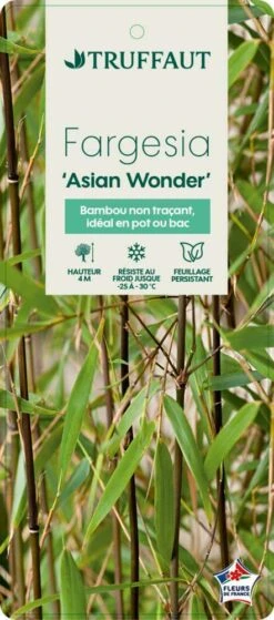 Bambou Non-traçant Fargesia Scabrida 'Asian Wonder': Pot De 5 Litres -VIDA Plantes Magasin 814658 003