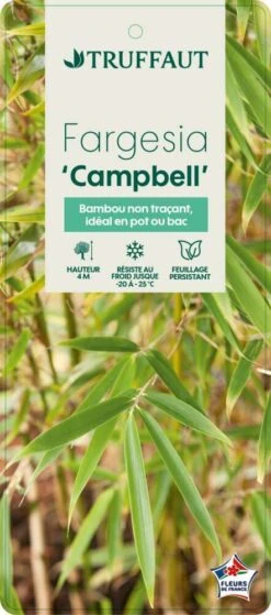 Bambou Non-traçant Fargesia Robusta 'Campbell': Pot De 12 Litres -VIDA Plantes Magasin 814665 003