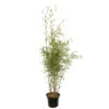 Bambou Non-traçant Fargesia Robusta 'Campbell': Pot De 12 Litres -VIDA Plantes Magasin 814665 2056288