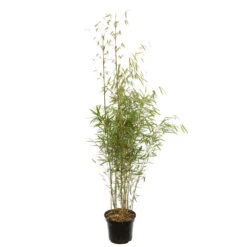 Bambou Non-traçant Fargesia Robusta 'Campbell': Pot De 12 Litres