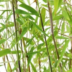 Bambou Non-traçant Fargesia Nitida 'Red Dragon': Pot De 12 Litres -VIDA Plantes Magasin 814666 002