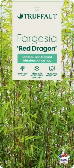 Bambou Non-traçant Fargesia Nitida 'Red Dragon': Pot De 12 Litres -VIDA Plantes Magasin 814666 003