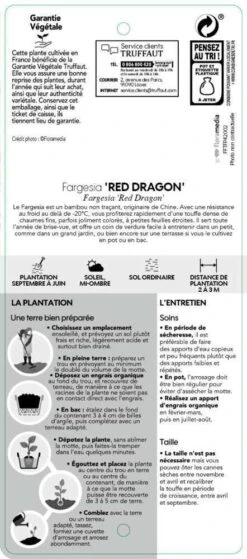 Bambou Non-traçant Fargesia Nitida 'Red Dragon': Pot De 12 Litres -VIDA Plantes Magasin 814666 004