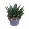 Gasteria - H25, ø17cm - Plantes D'intérieur Facile D'entretien -VIDA Plantes Magasin 816c109d2960bb84