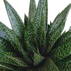 Gasteria - H25, ø17cm - Plantes D'intérieur Facile D'entretien -VIDA Plantes Magasin 818ffe401a08ccd6