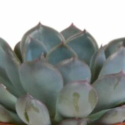 Echeveria Et Leurs Caches-pots Terracotta, Box De 3 Plantes - H12cm, ø9,5cm - Plantes D'intérieur -VIDA Plantes Magasin 820632fa87eaa260