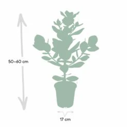 Clusia Princess - H60cm, ø12cm - Plante D'intérieur -VIDA Plantes Magasin 822e93dc32367413