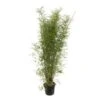 Bambou Non-traçant Fargesia Angustissima: Pot De 5 Litres -VIDA Plantes Magasin 825296 003