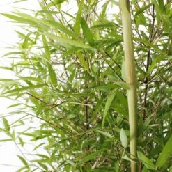 Bambou Non-traçant Fargesia Angustissima: Pot De 5 Litres -VIDA Plantes Magasin 825296 006