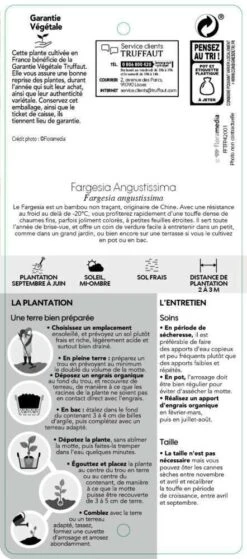 Bambou Non-traçant Fargesia Angustissima: Pot De 5 Litres -VIDA Plantes Magasin 825296 007