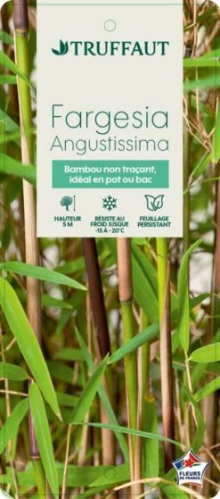 Bambou Non-traçant Fargesia Angustissima: Pot De 5 Litres -VIDA Plantes Magasin 825296 008