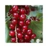 Groseillier à Grappes 'Jonkheer Van Tets' Bio: Pot 1,5 Litres -VIDA Plantes Magasin 827044 002