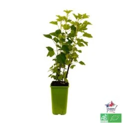 Groseillier à Grappes 'Jonkheer Van Tets' Bio: Pot 1,5 Litres -VIDA Plantes Magasin 827044 004