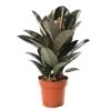 Ficus Elastica 'Abidjan': D.24xh.75cm -VIDA Plantes Magasin 827090 002