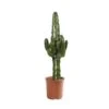 Euphorbia Erythrea : Pot D19 X H80cm 2 Euphorbia Erythrea : Pot D19 X H80cm -VIDA Plantes Magasin 827295 001