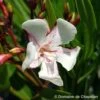 Nerium Oleander Harriet Newding' Pot 5L -VIDA Plantes Magasin 827681 001