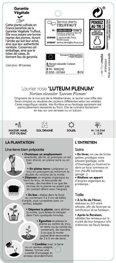 Nerium Oleander Luteum Plenum' Pot 5L 5 Nerium Oleander Luteum Plenum' Pot 5L – Image 3