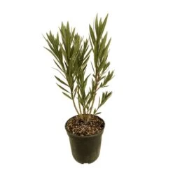 Nerium Oleander Luteum Plenum' Pot 5L 9 Nerium Oleander Luteum Plenum' Pot 5L -VIDA Plantes Magasin 827684 004