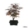 Acer Palmatum 'Atropurpureum' 8/9 D'âge -VIDA Plantes Magasin 828653 001