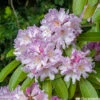 Rhododendron Inkarho Dufthecke : Pot 5L -VIDA Plantes Magasin 828687 1695634
