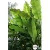 Musa Basjoo : C15L -VIDA Plantes Magasin 828724 001
