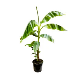 Musa Basjoo : C15L -VIDA Plantes Magasin 828724 1320790