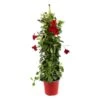 Dipladenia Hybride, H90cm, Pot D19cm -VIDA Plantes Magasin 828910 002
