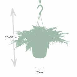 Humata Tyermannii - H20cm, ø17cm - Plante D'intérieur Tombante -VIDA Plantes Magasin 82e196ebc3b354a5