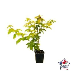 Framboisier Groovy®'Jdeboer005':pot 5L -VIDA Plantes Magasin 831270 004