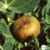 Figuier 'Madeleine Des 2 Saisons':pot 5L -VIDA Plantes Magasin 831275 001
