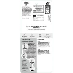 Figuier 'Madeleine Des 2 Saisons':pot 5L -VIDA Plantes Magasin 831275 002