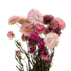 Bouquet De Fleurs Séchées Helichrysum Rose -VIDA Plantes Magasin 837659 1697287