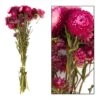 Bouquet De Fleurs Séchées Helichrysum Rose -VIDA Plantes Magasin 837659 2064769