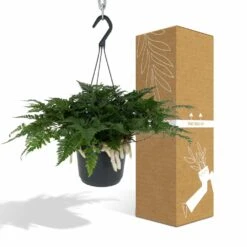 Humata Tyermannii - H20cm, ø17cm - Plante D'intérieur Tombante -VIDA Plantes Magasin 838c2a9c060e14c2