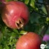 Punica Granatum Pot 45L, 18/20. 1 Punica Granatum Pot 45L, 18/20. -VIDA Plantes Magasin 840073 001