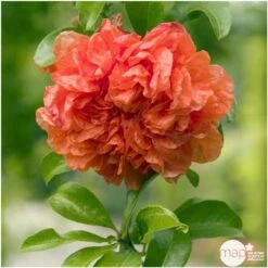 Punica Granatum Pot 45L, 18/20. -VIDA Plantes Magasin 840073 003