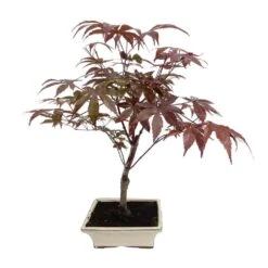 Bonsaï D'extérieur Avec Soucoupe, 8/9 Ans -VIDA Plantes Magasin 840865 002