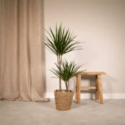 Dracaena Marginata - H100cm, ø19cm - Très Grande Plante D'intérieur -VIDA Plantes Magasin 85084dfd55124f33