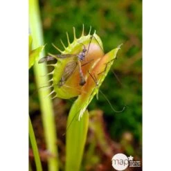 Attrape-mouches : Ø12cm, Pot -VIDA Plantes Magasin 85271 003